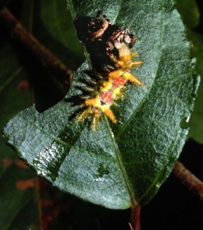 Jumping spider devouring tropical caterpillar

PHOTO CREDIT: 2007 Oxford Silk Group