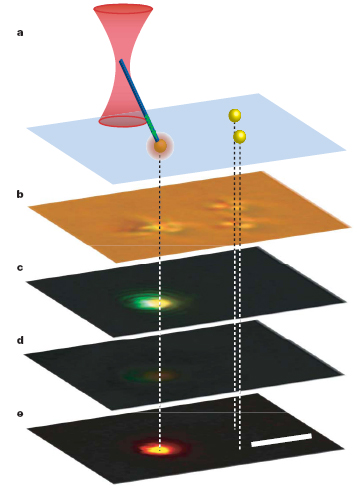In a demonstration of the nanowire light sources fluorescence mode, a nanowire in the grip of an infrared beam was touched to a fluorescent bead causing the bead to fluorescence orange at the contact point. Figure a shows the experimental set up with the pair of beads on the right as control; b is a bright-field optical image of the beads, with the nanowire in contact with the leftmost bead; c is a color CCD fluorescence image showing green light emission from the nanowire and the orange emission from the bead; d is a control image of the same beads with infrared radiation but no trapped nanowire; and e is digital subtraction of d from c.