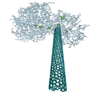 Computer graphic representation of a single-walled carbon nanotube (elongated structure) "wired up" to a hydrogenase enzyme. Courtesy of Michael J. Heben, National Renewable Energy Laboratory 