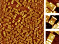 On the left is an AFM image of DNA nanoarrays bound to their RNA targets at 1500nm x 1500nm scale. The zoom-in images (150nm x 150nm scale) on the right clearly show the barcode (white dots) that identifies the nanoarray and the RNA hybridization signal on the DNA nanoarray ( white bar).

Credit: Yonggang Ke