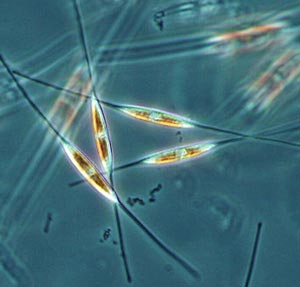 By manipulating the genes responsible for silica production in diatoms  unicellular algae that encase themselves in intricately patterned, glass-like shells  scientists hope to produce faster computer chips.

Photo: courtesy Wikimedia Commons 