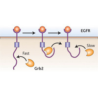 Figure 1: The initial fast association of EGFR with Grb2 is believed to lead to a conformational change in the receptor; when the first Grb2 molecule dissociates, the receptor initially maintains this new slow conformation, which markedly reduces the affinity of Grb2 and reduces the rate of subsequent binding interactions.