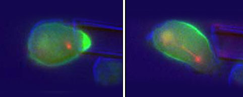 Left: Contractile proteins (bright green) accumulate where micropipette deforms cell shape. Right: Contractile proteins redistribute along cells midsection to drive division; mitotic spindlemicrotubules apparent in early stages of cytokinesisshown in red. Credit: Robinson Lab / JHU