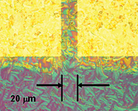 Optical micrographs of typical FET structures in the NIST/Penn State/UK experiments show the effect of pretreating contacts to promote organic crystal formation. Treated structure (l) shows crystal structure extending from the rectangular contacts and merging in the channel in contrast to untreated contacts (r).

Credit: NIST