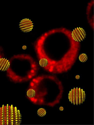 Image courtesy / Francesco Stellacci, Darrell Irvine and colleagues, MIT
MIT researchers have created 'striped' nanoparticles capable of entering a cell without rupturing it. In the background of this cartoon are cells that have taken up nanoparticles carrying fluorescent imaging agents 