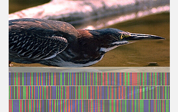This heron is shown with its "DNA barcode," which provides biologists with information about its relationship to other animals.

Credit: Biodiversity Institute of Ontario