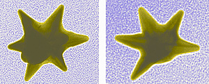 NIST scientists found that gold and silver nanostars improved the sensitivity of Surface Enhanced Raman Spectroscopy (SERS) 10 to 100,000 times that of other commonly used nanoparticles. These uniquely shaped nanoparticles may one day be used in a range of applications from disease diagnostics to contraband identification. Color added for clarity.

Credit: NIST
