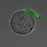 Image courtesy / American Chemical Society
MIT researchers have developed a technique to attach tiny polymer "backpacks" to cells. This immune system cells, a B lymphocyte sports one. The scale bar is 10 micrometers.