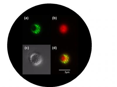Pictured are micrographs of microcapsule syringes. a) Blue laser light shows lithographic microcapsule shell in green. Hole in the encapsulation can be seen as discontinuous circle. b) Green laser light shows the red dye loaded into the microcapsule. c) Differential Interference Contrast microscope image of microcapsule. d) Overlay of a) and b) showing image of filled capsule.

Credit: Darrell Velegol, Penn State 