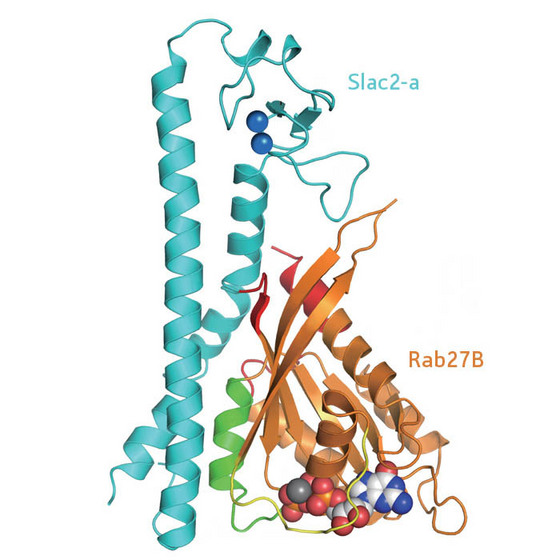 Figure 1: Diagram of the structure of the Rab27B/Slac2-a complex.