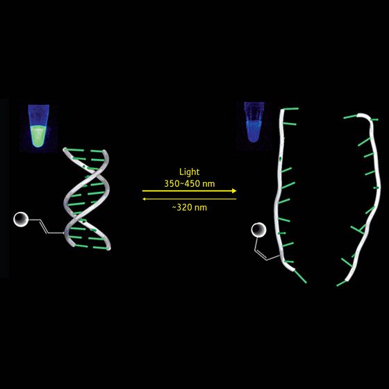 Figure 1: This figure shows the reversible formation and destabilization of a DNA complex by a photochromic nucleoside (PCN) that changes formation under differing light conditions. The changes are monitored by fluorescence. 