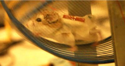 This image shows a hamster wearing a jacket on which nanogenerators are attached. The generators produce electricity as the animal runs and scratches.

Credit: Image courtesy Zhong Lin Wang