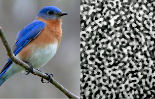 Prum and Dufresne discovered that the nanostructures that produce some birds brightly colored plumage, such as the blue feathers of the male Eastern Bluebird, have a sponge-like structure. (Photo: Ken Thomas)
