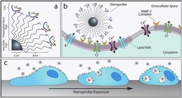 In a, chlorotoxin molecules, colored blue and green, attach themselves to a central nanoparticle. In b, each nanoprobe offers many chlorotoxin molecules that can simultaneously latch on to many MMP-2s, depicted here in yellow, which are thought to help tumor cells travel through the body. In c, over time nanoprobes draw more and more of the MMP-2 surface proteins into the cell, slowing the tumor's spread.