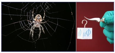 Fig.: Endurance test for spider silk: in many ways, spider silk - here the picture of a garden cross spider in its web- is stronger than a metal wire of the same thickness. After researchers at the Max Planck Institute for Microstructure Physics infiltrated spider silk with metal ions, a double-strand of silk can support the weight of a cube of 27.5 grams, three times more than an untreated strand.

Image: Max-Planck-Institut fr Mikrostrukturphysik