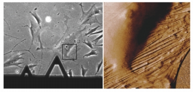 Live MRC-5 fibroblasts.  Phase contrast optical image of an AFM cantilever positioned over a cell (left, inset box) and 3D rendering of the AFM amplitude channel (right).  The image was acquired in culture medium using AC mode, 80m scan. 