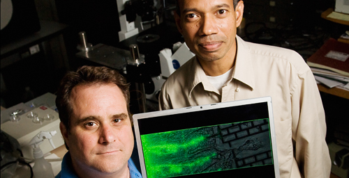 Photo by 
L. Brian Stauffer 
Doctoral student Scott Siechen, left, and mechanical science and engineering professor Taher Saif and their colleagues found that tension in axons is required for proper neuron signaling.
