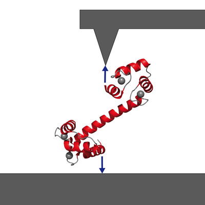 Getting a handle on signaling protein calmodulin via atomic-force spectroscopy. (Image: M. Rief, TUM Dept. of Physics) 