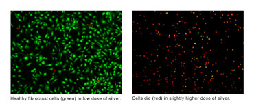 Ankit Agarwal, a postdoctoral researcher at the University of WisconsinMadison, is developing polymer films with silver nanoparticles for use in wound treatments. As shown in these 10x microscopic images, Agarwal found that a low dose of silver allows healthy growth of fibroblast cells (shown at left in green), but still manages to kill the bacteria present. Using a slightly higher dose of silver caused the fibroblast cells to die (shown at right in red), which slows the healing.
Photo: courtesy Ankit Agarwal/UWMadison