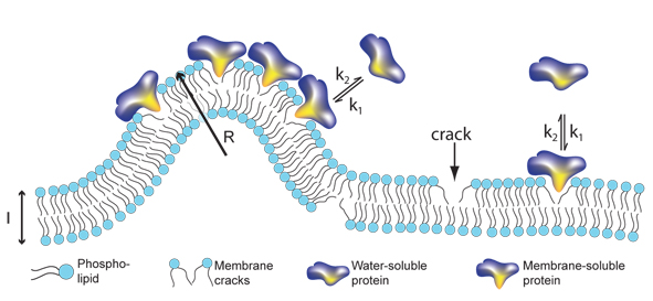 Signalling proteins like to bind to cracks in membranes. The more curved the membrane is, the more places for binding of proteins. This model relates for the first time the size of transport container with the amount of bound protein.
