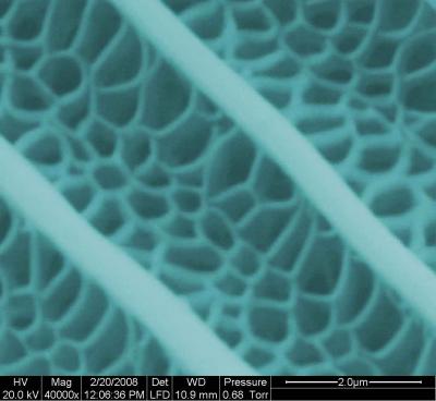 This is a section of a butterfly wing under a microscope.

Credit: The Pennsylvania State University/ SINC.
