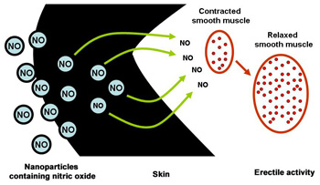 Nanoparticles developed by Einstein researchers can ferry
drugs or other medically useful substances across the skin.
In this study involving rats, nanoparticles contained nitric oxide
(shown above) or nitric oxide plus drugs sialorphin or tadalafil.
When carried across the skin, these agents relaxed smooth
muscle tissue, resulting in increased blood flow and erectile
activity.