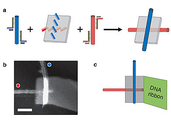 (a) Single-wall carbon nanotubes labeled with "red" and "blue" DNA sequences attach to anti-red and anti-blue strands on a DNA origami, resulting in a self assembled electronic switch. (b) An atomic force microscopey image of one such structure. The blue nanotube appear brighter because it is on top of the origami; the red nanotube sits below. Scale bar is 50 nm. (c) A diagrammatic view of the structure shown in b. The gray rectangle is the DNA origami. A self-assembled DNA ribbon attached to the origami improves structural stability and ease of handling. [Credit: Paul W. K. Rothemund, Hareem Maune, and Si-ping Han/Caltech/Nature Nanotechnology]