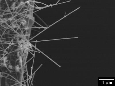 These are silicon nanowires used in the in-situ scanning electron microscopy mechanical testing by Dr. Yong Zhu and his team. Credit: North Carolina State University
