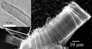 Carbon nanotubes could serve as supercapacitor electrodes with enhanced charge and energy storage capacity (inset: a magnified view of a single carbon nanotube). 