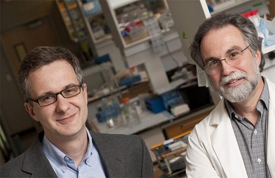The Johns Hopkins Engineering in Oncology Center at INBT will be headed by Denis Wirtz, left. Gregg Semenza will serve as associate director. (Photo by Will Kirk/JHU)
