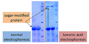 The new method (right) distinguishes between the sugar-modified and unmodified proteins much better than the traditional gel electrophoresis method (left)