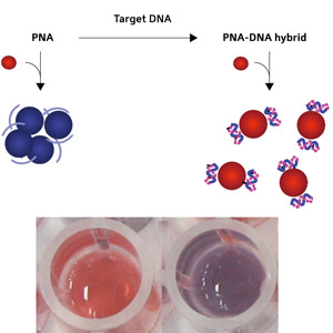 Fig. 1: Schematic diagram showing the conversion of PNA to a PNADNA complex (top) and photographs (bottom) of gold nanoparticle solutions with the addition of a PNADNA complex (left) and PNA (right).

 2009 A*STAR
