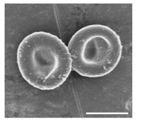 Biocompatible synthetic red blood cells (sRBCs) synthesized by the UCSB team, where the shell is composed of alternate layers of hemoglobin and BSA. (Scale bar, 5 microns) 