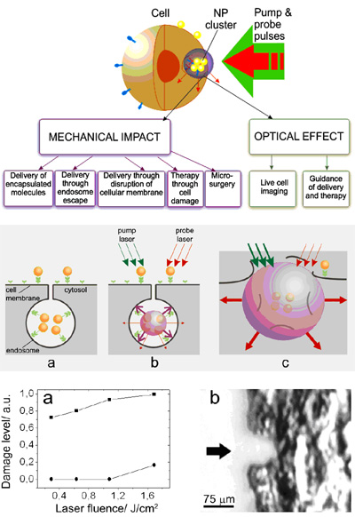  Cell theranostics: dynamically tuned intracellular plasmonic nanobubbles combine diagnosis (through optical scattering), therapy (through mechanical, nonthermal and selective damage of target cells) and optical guidance of the therapy into one fast process.
 High-sensitive imaging and diagnosis of cells with plasmonic nanobubbles that may provide up to 102-3-fold increase in sensitivity compared to gold nanoparticles and 105-6 fold increase in sensitivity compared to fluorescent molecules.
 Targeted therapy with plasmonic nanobubbles: LANTCET (laser activated nano-thermolysis as cell elimination technology). Applicastions: treatment of leukemia and of superficial tumors.
 Controlled release and intracellular delivery of therapeutic and diagnostic agent into the cells.
 Methods for imaging plasmonic nanoparticles in living cells and in tissue.
 Micro-surgery with plasmonic nanobubbles: recanalization of occluded coronary arteries.