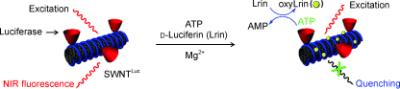 Take the tube: The title conjugate provides spatiotemporal information of ATP in living cells by a two-step fluorescence quenching mechanism. OxyLrin, which is generated enzymatically in the reaction between ATP and D-luciferin (Lrin), is adsorbed onto the nanotubes and quenches their fluorescence (see picture). The sensor is highly selective toward ATP.