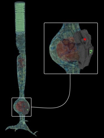 Neurochip on the rod cell