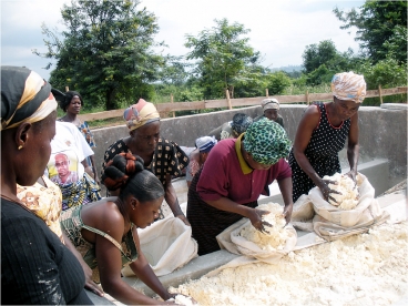 Women in Ghana work with cassava, which is cut, milled, pressed and dried (sometimes fermented first).  Photo courtesy of Paula Hammond 