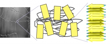 Structure of silk. The yellowish regions are the key cross-linking domains in silk, beta-sheet crystals. Spider web photograph courtesy Nicolas Demars.