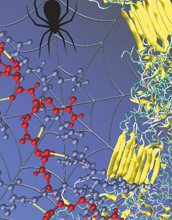 Rendering of the nanoscale structure of silks with beta-sheet nanocrystals shown in yellowish color (right), including a detailed view of the semi-amophous domains between the beta-sheet nanocrystals (left). Credit: Figure courtesy M.J. Buehler (MIT)
