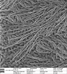 One of EMSL's priorities is to research mineral to mineral and mineral to microbial filaments. This ORION image (figure 1) shows mineral filaments interpenetrating porous silicon. Even though the uncoated, insulating sample suffered from charging when imaged by a scanning electron microscope (SEM), the helium-ion microscope produced superior resolution images with no charging problems. (Photo: Business Wire)