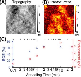 Microscopic heterogeneity in (A) topography and (B) photocurrent on P3HT/PCBM blends. (C) Correlation between spatially-averaged photocurrent measured via photoconductive AFM (pcAFM) and EQE measurements for P3HT/PCBM blends annealed for different lengths of time indicate that pcAFM data are qualitatively consistent with expected device performance.