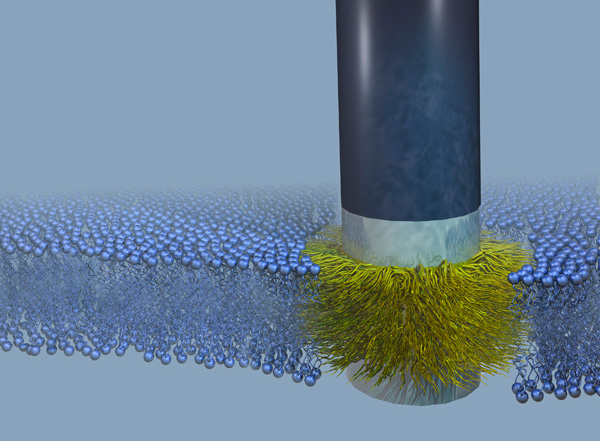 A 'stealth' probe sits firmly fused into a cell membrane. The membrane is represented by the small blue spheres, with the hydrophobic portion inside shown by squiggly fine blue lines. The silicon part of the probe is black and the chromium bands that bound the thin gold band are silver-gray. The gold band is obscured by the carbon atoms that are attached to it and that integrate with the hydrophobic part of the membrane. Benjamin Almquist