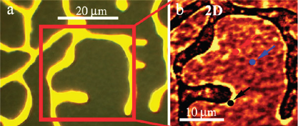 (a) Optical image of a CVD graphene film on a copper layer showing the finger morphology of the metal; (b) Raman 2D band map of the graphene film between the copper fingers over the area marked by the red square on left. (image from Yuegang Zhang)