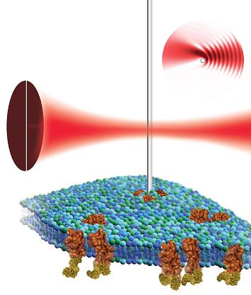 By placing a nanowire cantilever in the focus of a laser beam and detecting the resulting light pattern, scientists at the Molecular Foundry believe atomic force microscopy can be used to non-destructively image the surface of a biological cell (green-blue structure) and its proteins (shown in brown). (Illustration by Flavio Robles, Berkeley Lab Public Affairs)