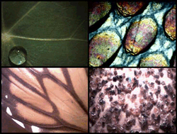 Clockwise from upper left, micrographs made by MicroExplorers show a water droplet on a leaf; shed skin from Coco, an elementary class pet gecko; a butterfly wing pattern; and sandpaper texture. Photo courtesy of Troy Dassler/MicroExplorers