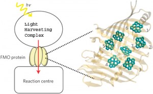 The schematic on the left shows the absorption of light by a light harvesting complex and the transport of the resulting excitation energy to the reaction center through the FMO protein. On the right is a monomer of the FMO protein, showing its orientation relative to the antenna and the reaction center. The numbers label FMOs seven pigment molecules. (Image from Mohan Sarovar)