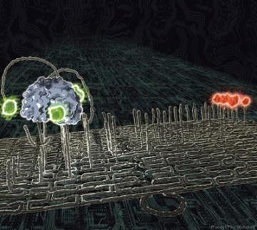 The latest installment in DNA nanotechnology has arrived: A molecular nanorobot dubbed a "spider" and labeled with green dyes traverses a substrate track built upon a DNA origami scaffold. It journeys towards its red-labeled goal by cleaving the visited substrates, thus exhibiting the characteristics of an autonomously moving, behavior-based robot at the molecular scale. Credit: Courtesy of Paul Michelotti