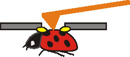 Rendering of a ladybug being recorded by the atomic force microscope (AFM) probe.
