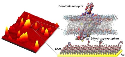 Fishing for molecules
(Left) Atomic force microscopy image of serotonin precursor-modified surface with captured serotonin receptor-containing nanovesicles. (Right) Illustration of the molecular structures of the surface chemistry and the relative size differences between the "bait" (5-hydroxytryptophan) and the membrane-associated serotonin receptors selectively captured by these surfaces.