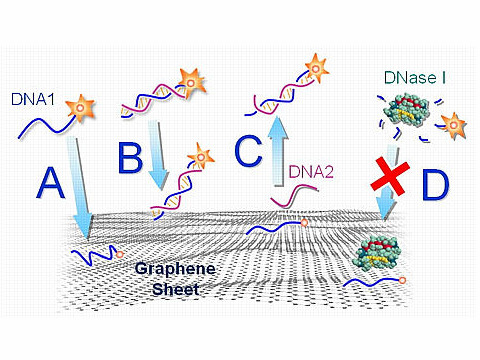 An illustration of how fluorescent-tagged DNA interacts with functionalized graphene. Both single-stranded DNA (A) and double-stranded DNA (B) are adsorbed onto a graphene surface, but the interaction is stronger with ssDNA, causing the fluorescence on the ssDNA to darken more. C) A complimentary DNA nears the ssDNA and causes the adsorbed ssDNA to detach from the graphene surface. D) DNA adsorbed onto graphene is protected from being broken down